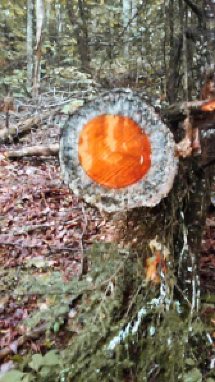 diseased tree cut down in Pickett State Park, TN